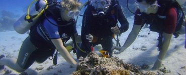 diving in Tauchschule Hurghada