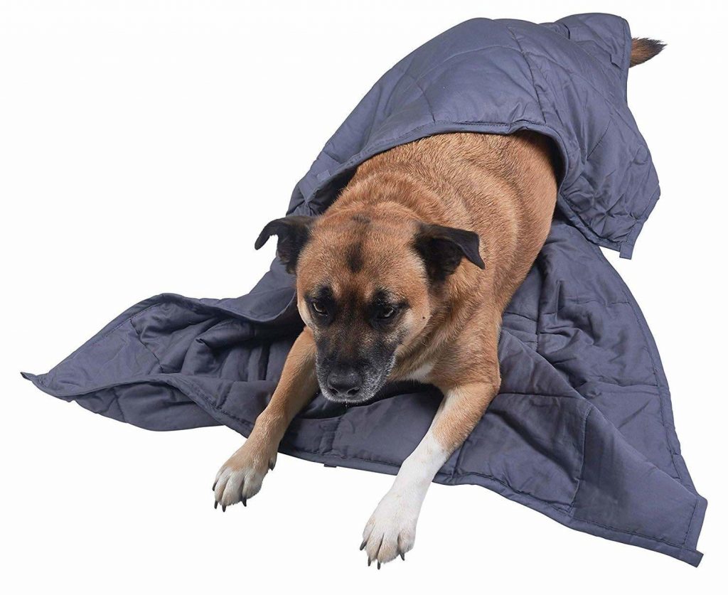 How weighted blankets are good for dogs